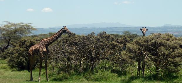 Masai giraffer på Crescent Island