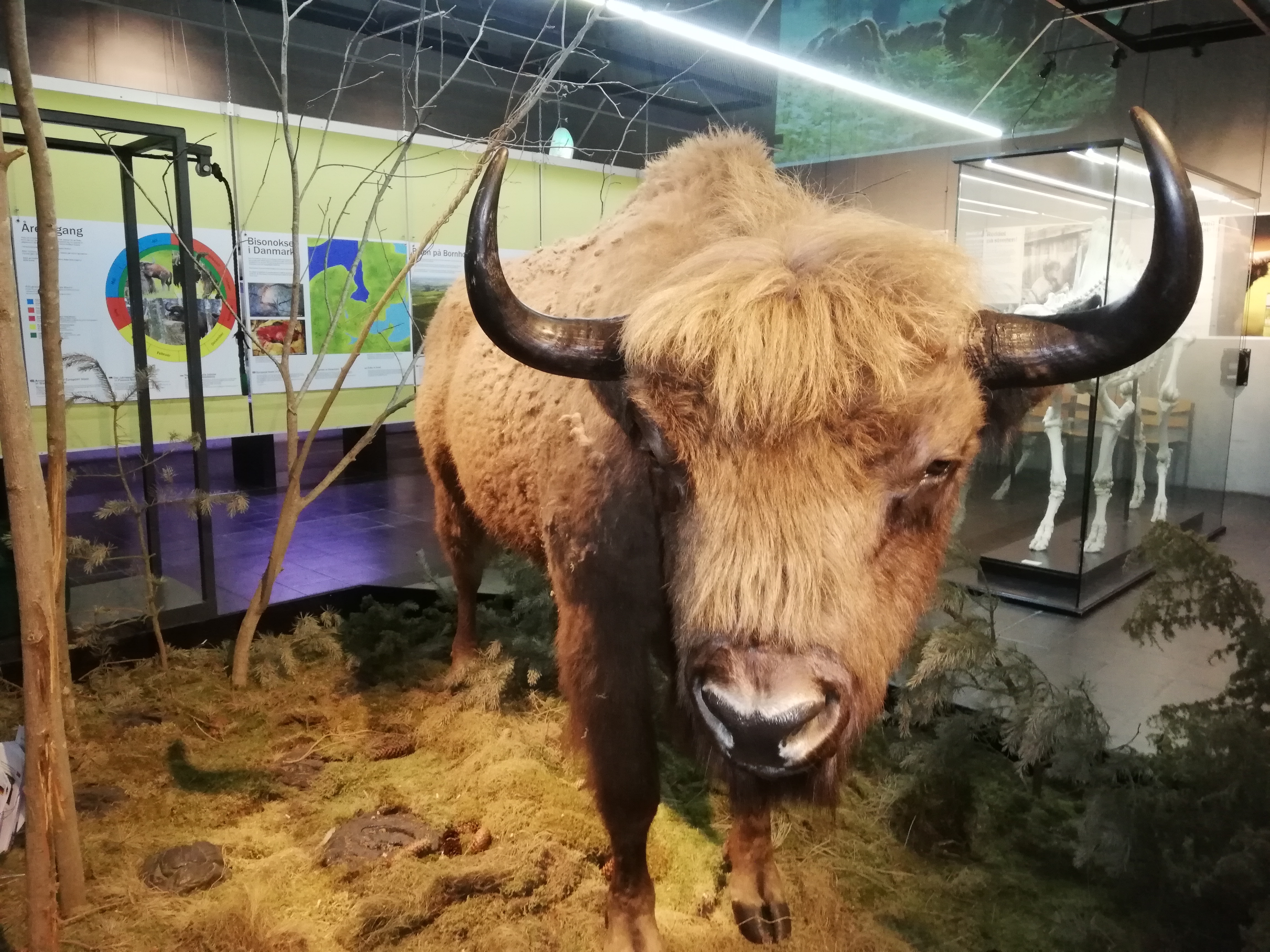 Bison 2019