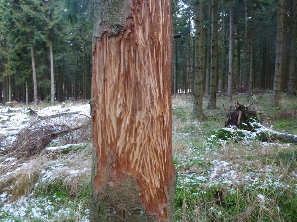 Bison ændrer naturen