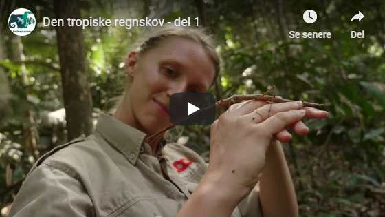 Den tropiske regnskov, del 1