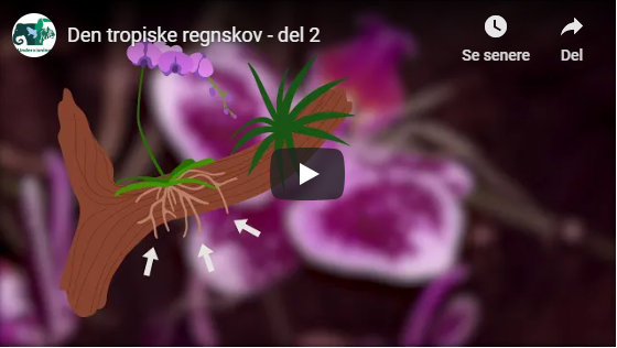 Den tropiske regnskov, del 2
