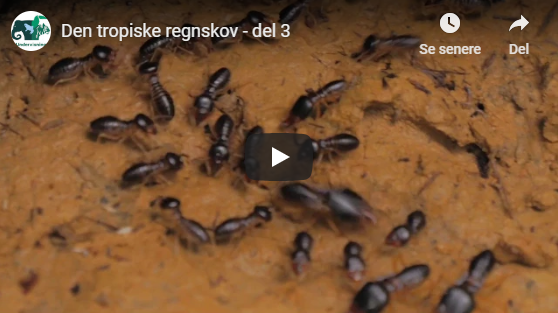 Den tropiske regnskov, del 3