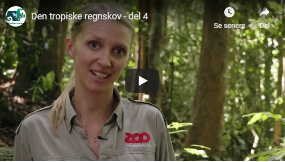 Den tropiske regnskov, del 4