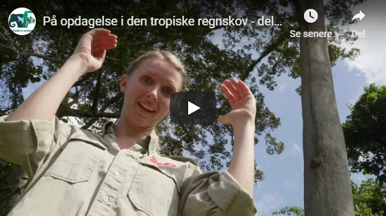 Gå på opdagelse i den tropiske regnskov, del 1