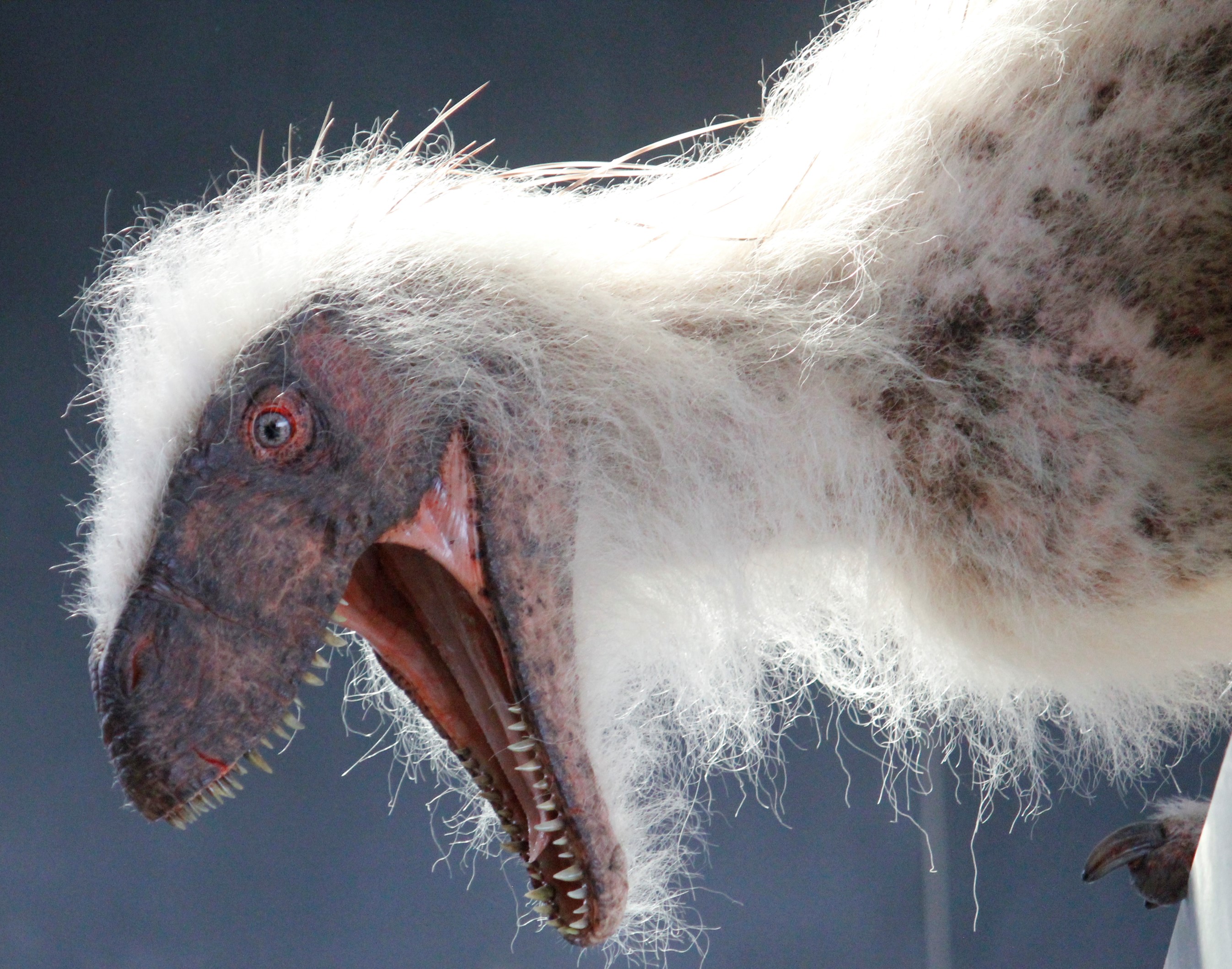 Dinosaurer med fjer