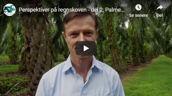 Perspektiver på regnskoven, del 4