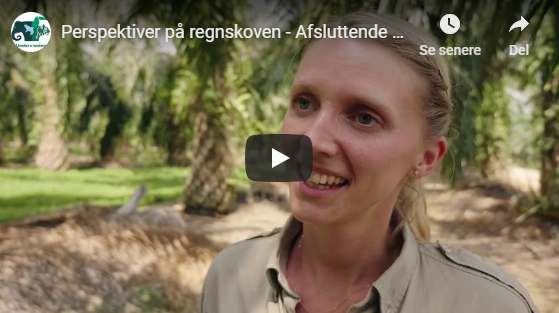 Perspektiver på regnskoven, afslutning