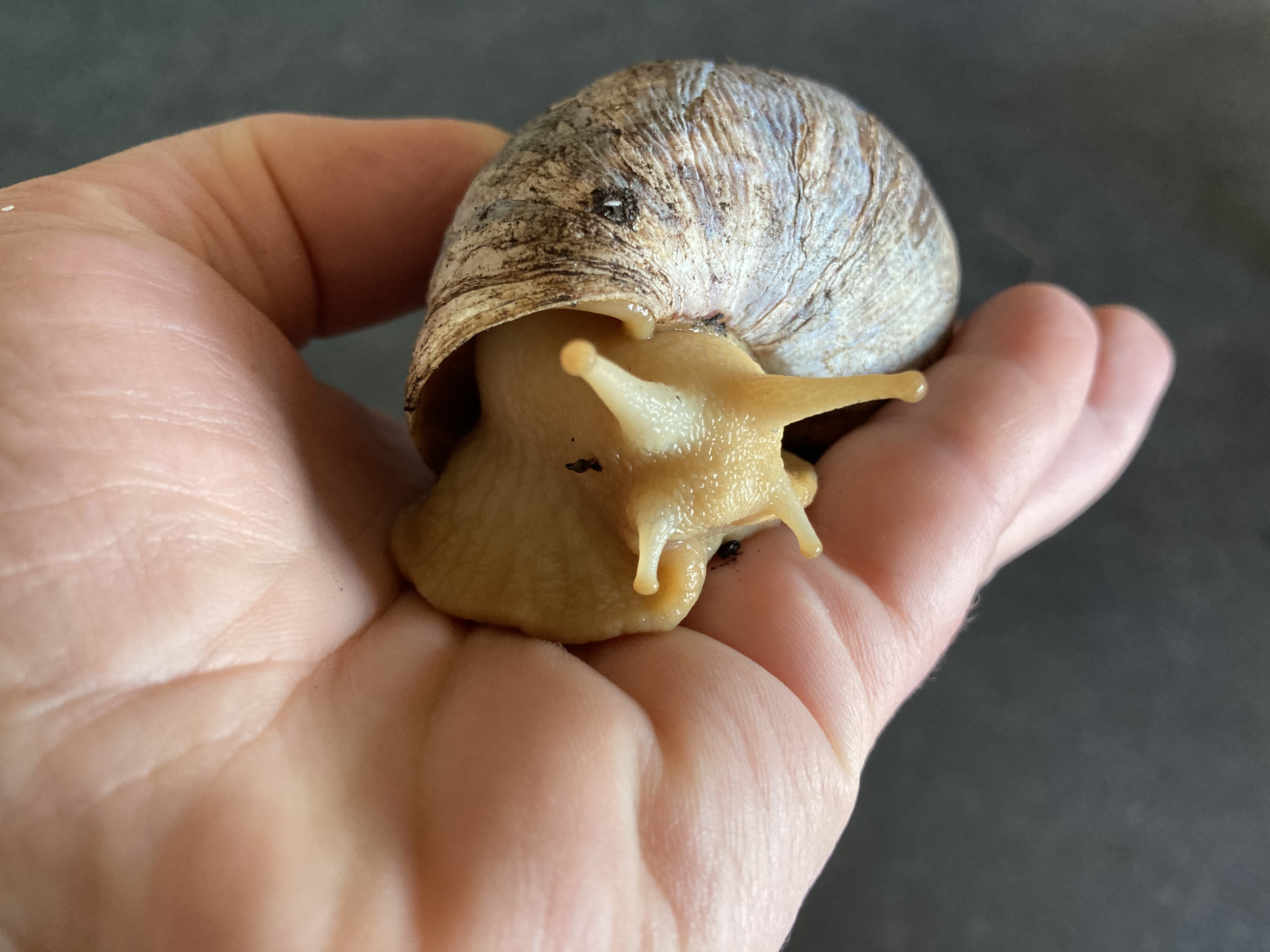 Snegl i hånden