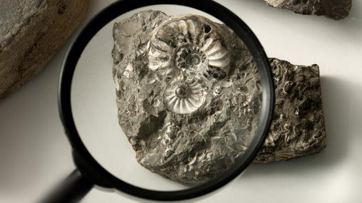 Lup fossil SNM Skoletjenesten undervisningstilbud