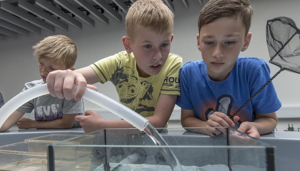 Elever hælder vand i akvarie