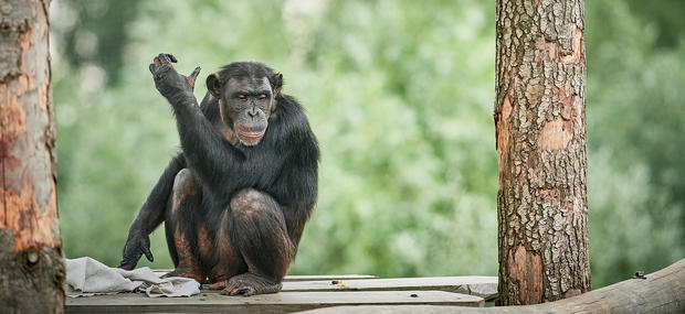 Odense ZOO