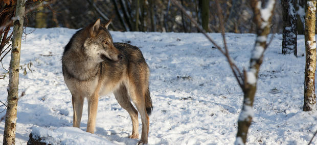 Tilpasninger til norden