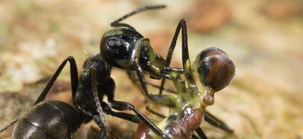 Insekter og andet kryb og kravl