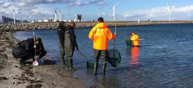 Naturcenter Amager Strand