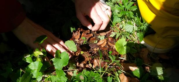 Krible krable i skovbunden