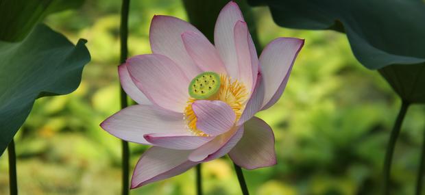 Lotus i væksthusene