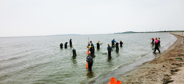 Limfjorden - over og under overfladen