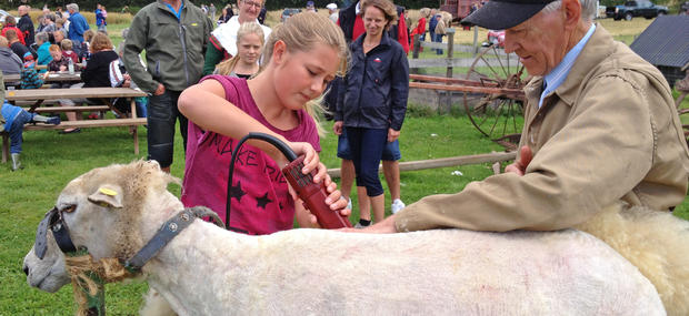 Museets får bliver klippet til Fåredagen i august, og ulden bliver brugt i skoletjenensten.