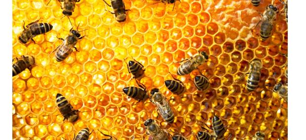 Her ses honningbierne, når de er ved at samle den lækre glinsende honning.