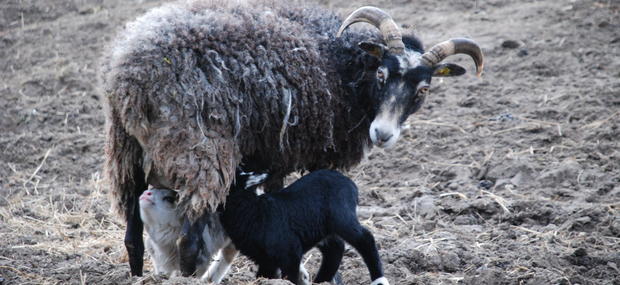 Gutefåret er en af de racer, der er tættest på Jernalderens fårerace.