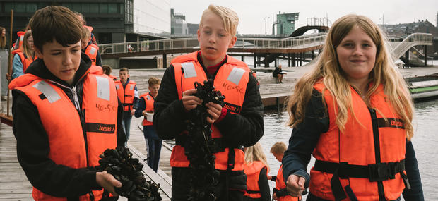 Skolen i Sydhavnen har netop hevet et par fuldvoksne muslingestrømper op. 