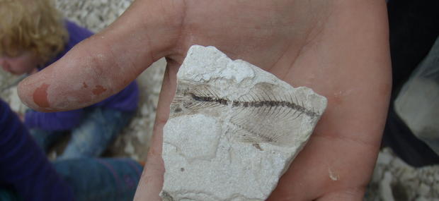 Billede af en fossil fisk der lige er blevet fundet