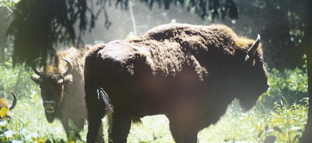 Bison en stor skovko