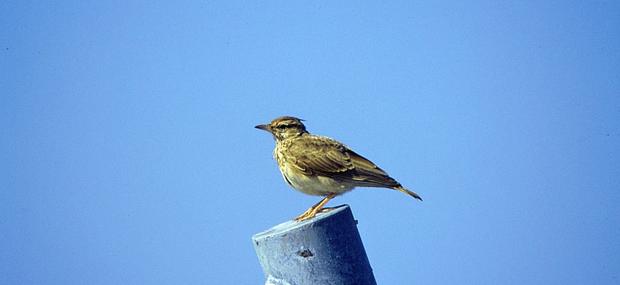 På fugletur i Hirthals kan vi endnu se Danmarks sjældneste fugl: Toplærken.