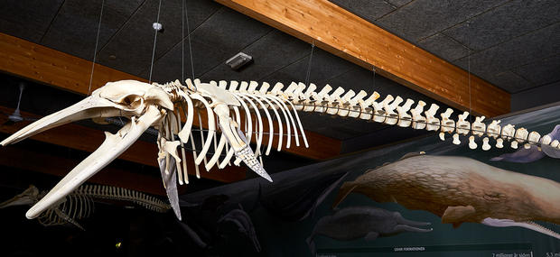 Billede af et skelet af en dansk vågehval.