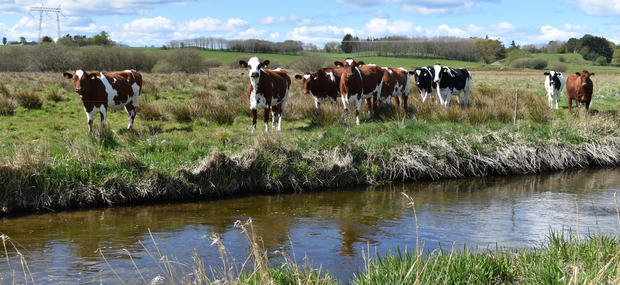 Ved vandløbet mødes natur og kultur; her er det landmandens køer, der græsser og kigger ved åen.