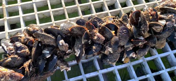 Muslinger dyrket i en strømpe
