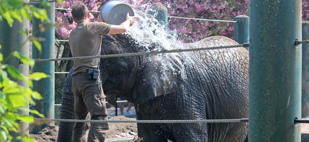 Kenneth og elefant