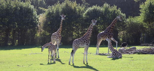 Giraffer på Savanne i Aalborg Zoo.