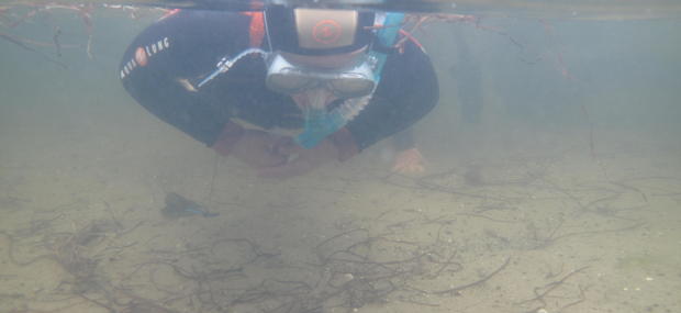 Snorkling i våddragt på det lave vand i Fjorden.