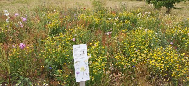 Vilde danske blomster