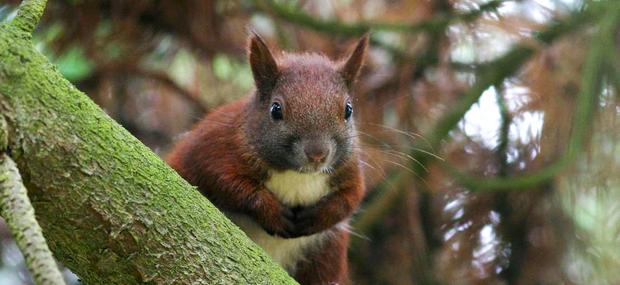 Rødt egern sidder på en gren, der er dækket af lav.