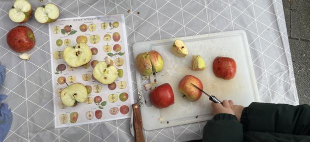 Billede af æbler der skæres i stykker