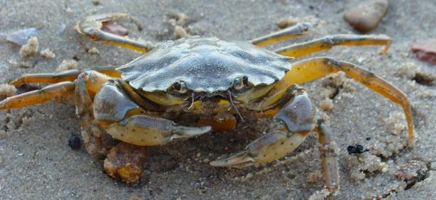 Billede af krabbe