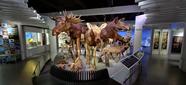 Billede taget i museumsudstillingen Den Globale Baghave. Centralt i billedet ses et podie, med mange forskellige pattedyr, blandt andet elge, ræve, en laplandsugle og hjorte.