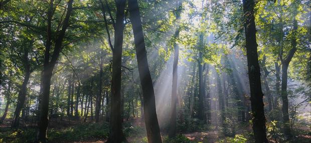 Billede af skov