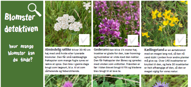 Formidlingsark til blomster detektiven.