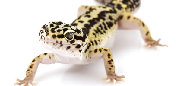 Leopardgekko