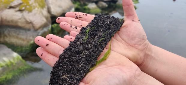 En muslingeline fyldt med bittesmå muslinger. Begyndelsen på en have i havet.