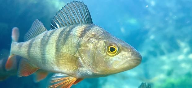 Fisk 