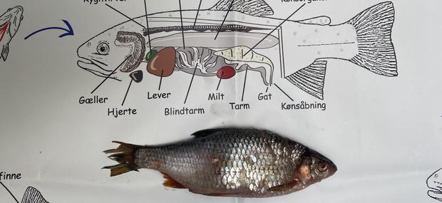 Fiskedissektion