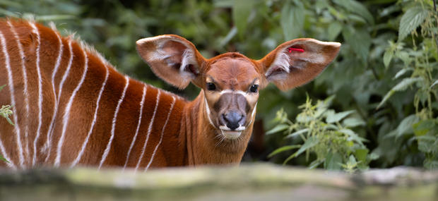 Bongoantilope