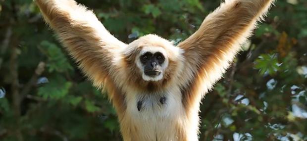 Gibbonabe