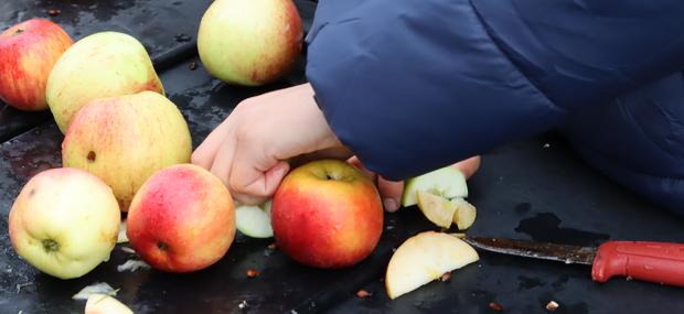 Æbler klargøres til fremstilling af most