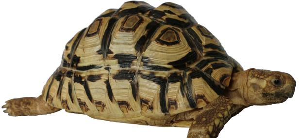 Billede af en skildpadde