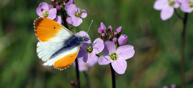 Aurora sommerfugl på blomst